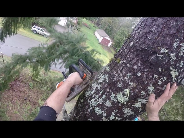HIGH CLIMBING TREE TOPPING