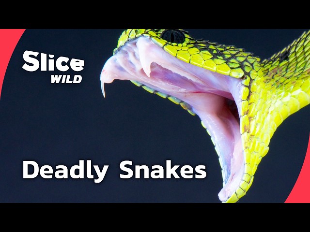 In Snake Country: Where Venom Shapes Survival I FULL DOC | SLICE WILD