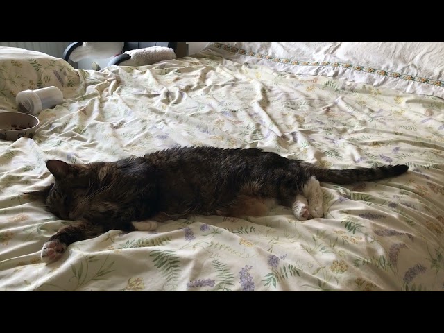 Cat with heavy breathing - this is concerning and may indicate fluid and/or tumors in the chest.
