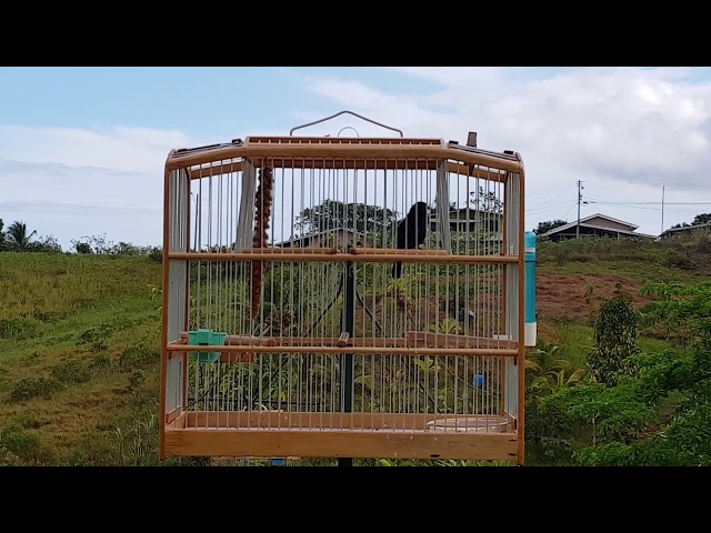 Bullfinch sweet role