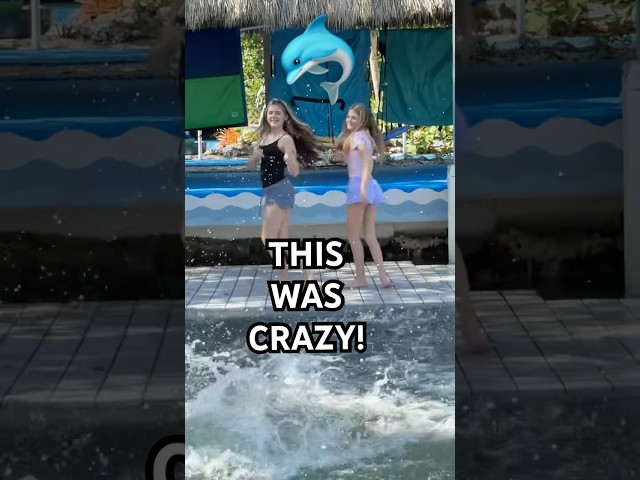 we didn’t plan that 🐬#shorts #dolphins  #tiktok