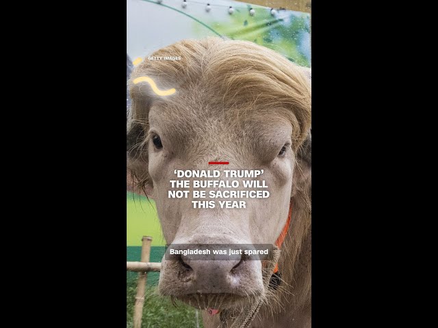 ‘Donald Trump’ the buffalo will not be sacrificed this year