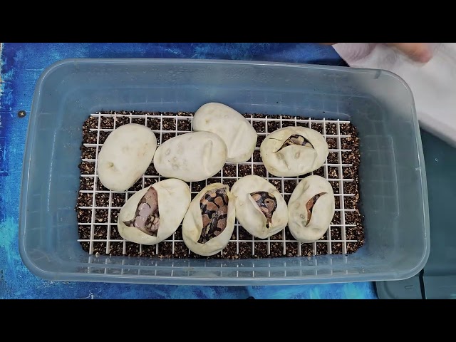Ball Python Egg Cutting Clutch #1 2026