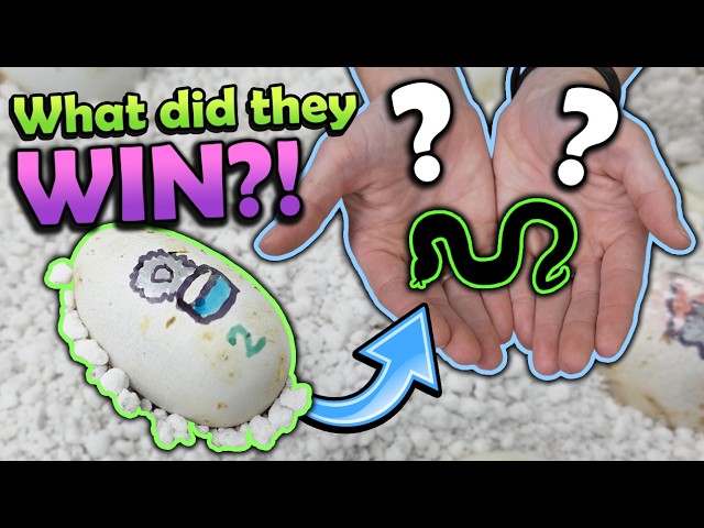 What Did Our Giveaway Egg Hatch Into?!