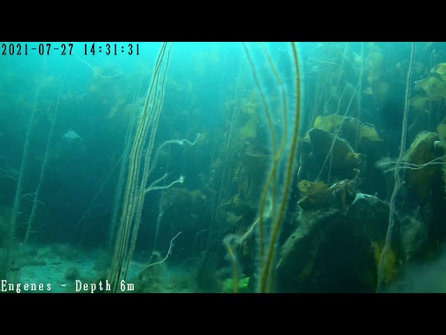 View into the Blue Testing Live Stream