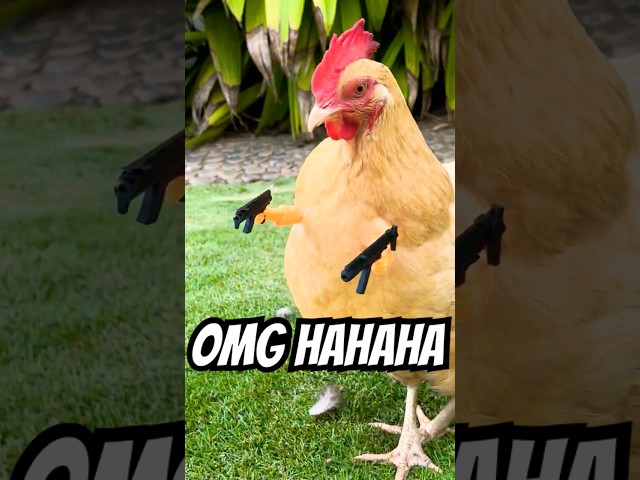 😂🐔 WATCH OUT FOR GOOSEY, MY CHICKEN