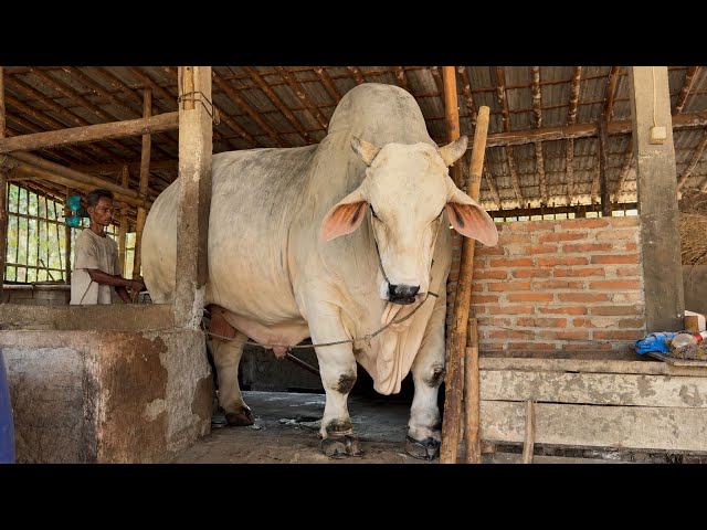 SAPI RAKSASA WONGSO AMUNISI KOMTES KELUAR KANDANG ‼️🔥🔥🔥