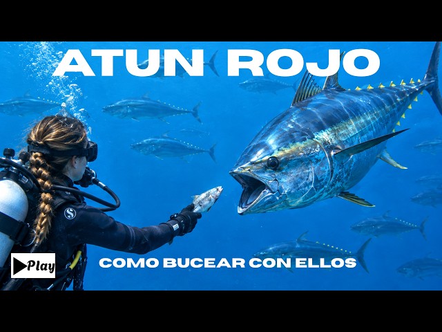 Diving with 200kg BLUEFIN TUNA, 10 things you didn't know about the Giant Tuna
