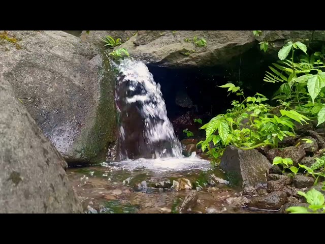 Healing Waters in the Deep Woods