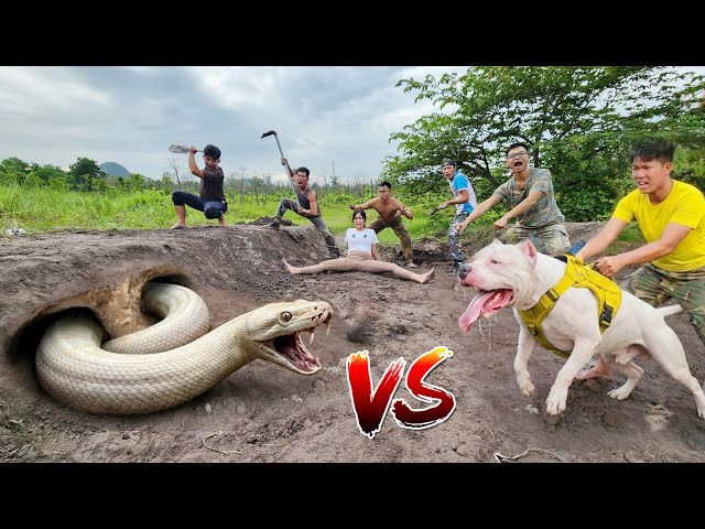 6 Hunters Using Pit Bulls Dig Out and Catch a Giant White Python