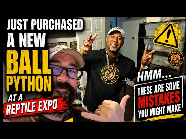 What Reptile Expos Won’t Tell New Ball Python Keepers