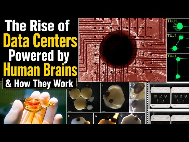 The Rise of Data Centers Powered by Human Brains & How They Work