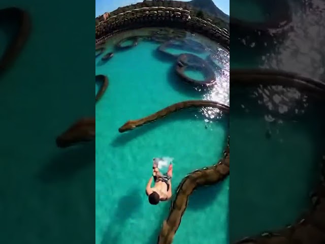 Waterslide into pool full of giant python #funny #memes