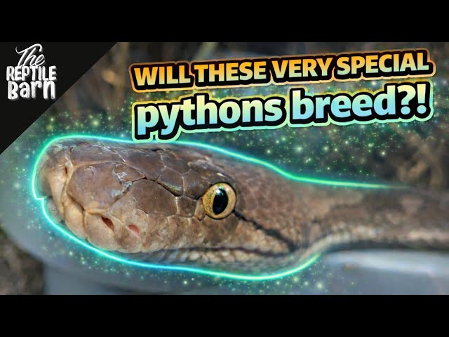 Inside the Secretive World of Specialty Python Breeding