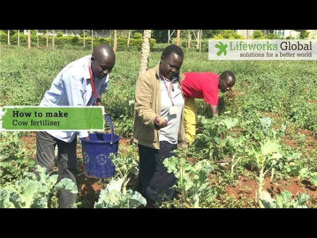 How to make a 'cow fertiliser' - a fermented organic fertiliser