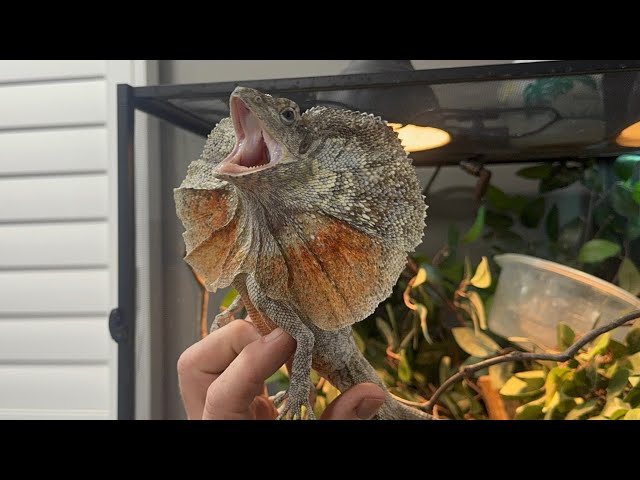 Reptiles In The House!