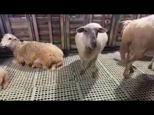 Hati Hati Para Peternak kambing Domba jangan sampai …Ibrahim DADONG AWOK farm Peternak Banyuwangi