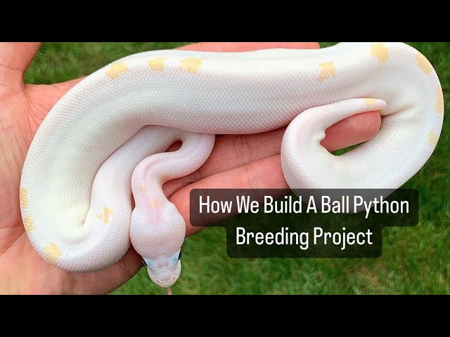 How We Build A Ball Python Breeding Project