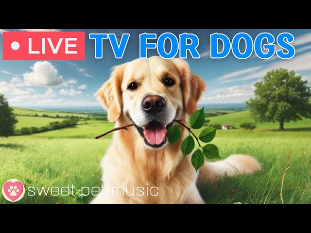 🔴24 Hours of Dog TV🎵🐶Calming Music for Dog Sleep🐶💕Soothing Music for Dog Stress and Anxiety Relief
