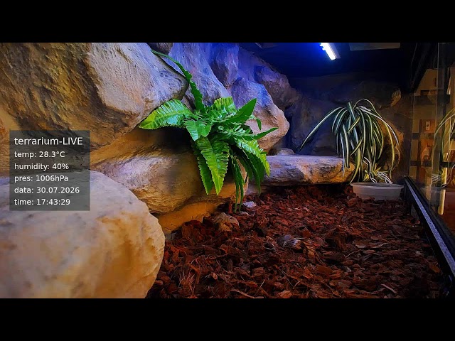 terrarium-LIVE 🔴 30/07/2026 🐍 Ball Python Regius Snake