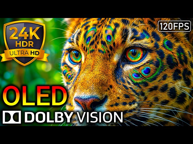 24K HDR 120FPS Most Immersive Wildlife Film OLED Test (8K/4K Video)