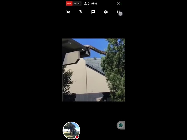 GIANT 16 FT CARPET PYTHOON #popular#python#nature #herpetology#carpetpython#wildlife#trending#snake