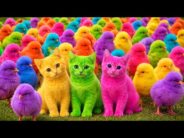 Tangkap Ayam Lucu, ayam warna warni, ayam rainbow, kelinci lucu, bebek lucu, ikan koi, Hewan Lucu