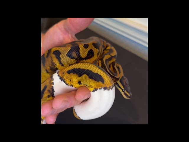 Morph showcase Orange Dream Pied Ball Python 