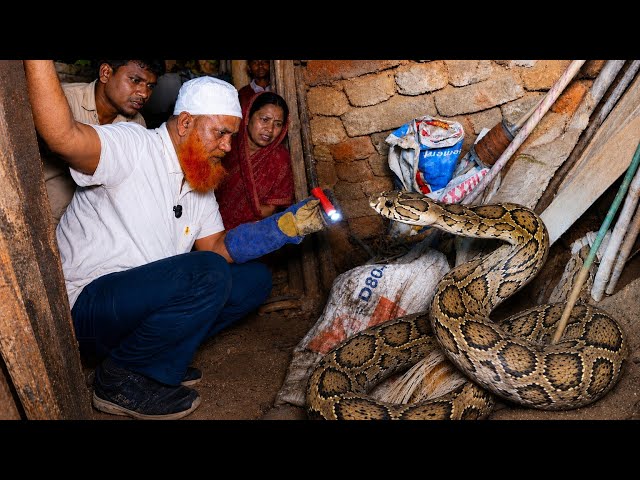Indian Russell Viper 😨 Most venomous snake In India | Rescue For Bokaro Steel City Jharkhand 