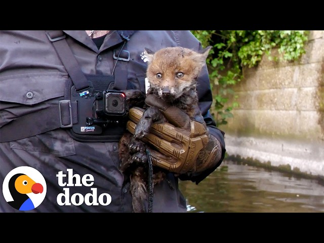 Rescuers Pull Baby Fox From River Just Before He Freezes | The Dodo