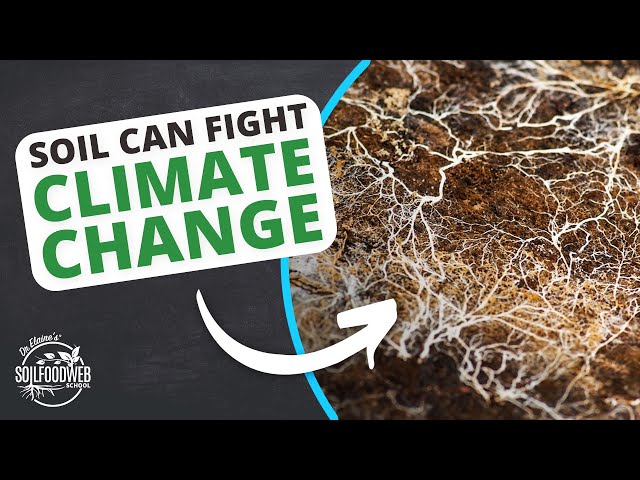Soil Carbon Sequestration and the Soil Food Web | Soil Food Web School