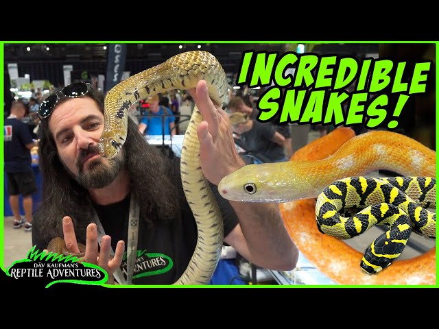 AMAZING SNAKES AT THE DAYTONA REPTILE EXPO! (Best Colubrids!)