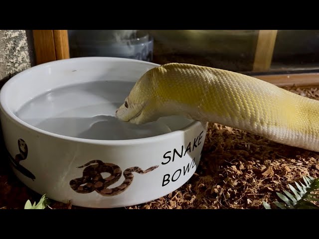 Reticulated Python having a well deserved and long drink