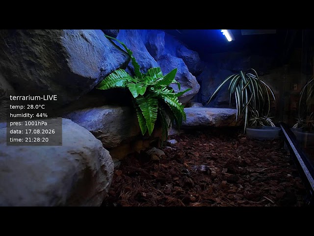terrarium-LIVE 🔴 17/08/2026 🐍 Ball Python Regius Snake