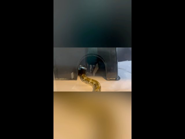 6’x2’x1’ RETICULATED PYTHON enclosure!