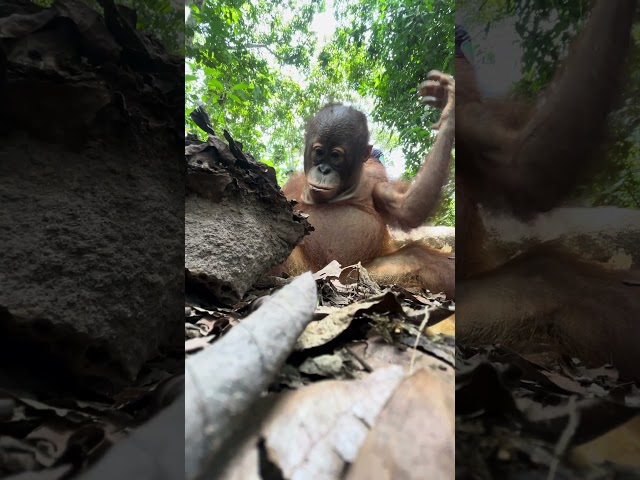 Wait Until You See How He Gets His Protein Fix