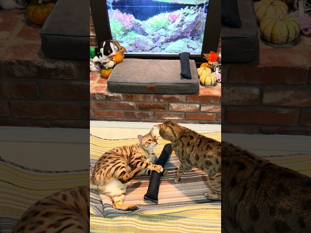 AQUA ARENA SHOWDOWN! 🏟️ Bima VS Java EPIC Cat Battle (30 Second Super Cut) #shorts #catshorts