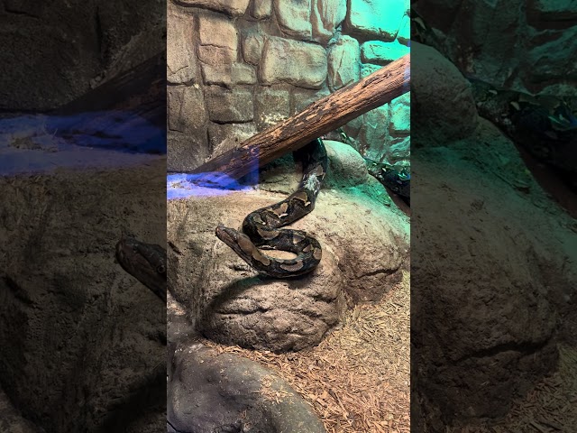 The Longest Snake Species In The World | Creepy Reticulated Python Snake | Branson's Wild World