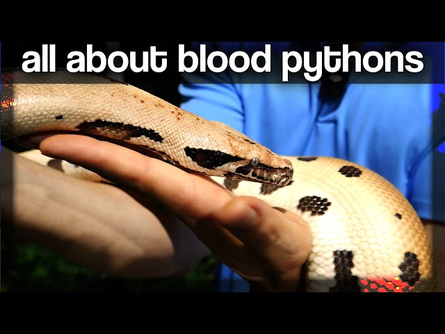All about Blood Pythons @ GX3 Reptiles