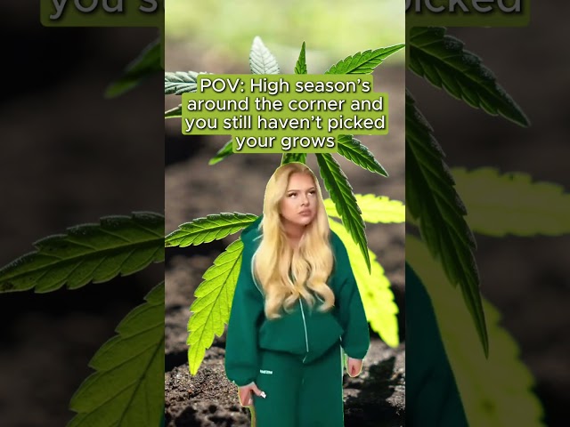 High Season Problems 🥦