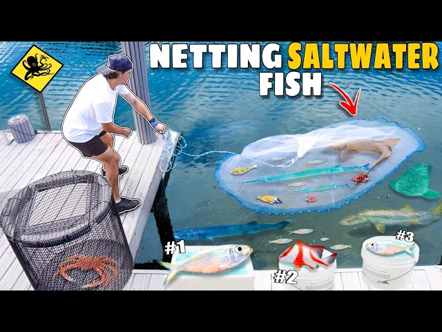 Cast Netting TONS Of WILD FISH To STOCK My Backyard BAIT PEN!