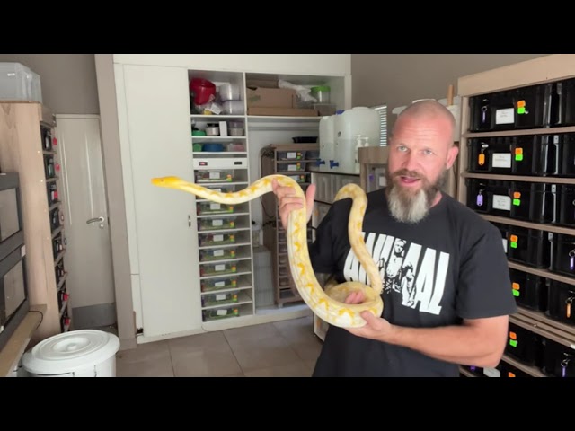 Reticulated Python tips on handling & socialising your amazing constrictor as an amazing pet!