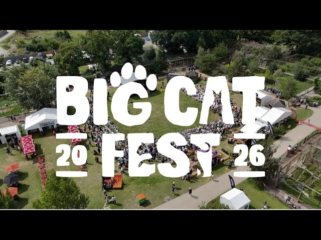 Introducing... Big Cat Fest 2026
