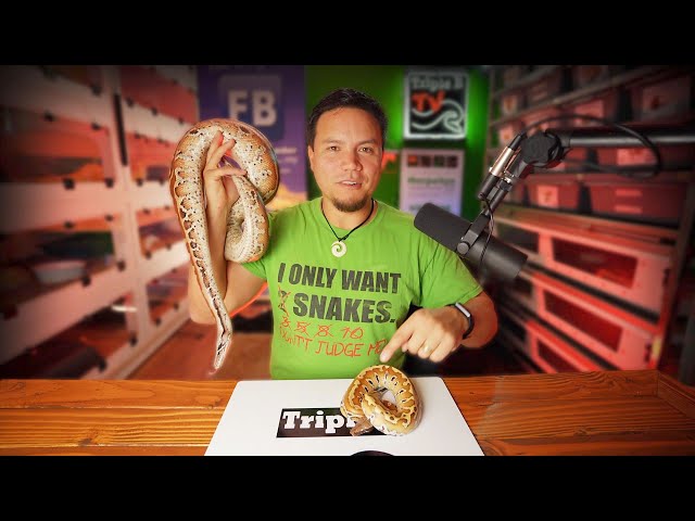 Blood Pythons or Short Tailed Pythons?