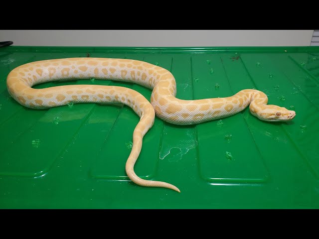 Live Action With Snakes , Boa Constrictors, Ball pythons, Burmese Python, Green Anaconda