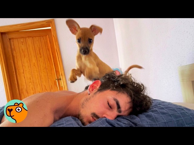 Dog Wakes Dad Up With Kisses Every Morning  | Cuddle Buddies