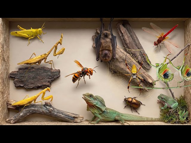 capturing amazing insects‼️