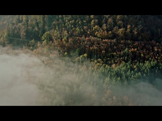 Fog to Fall: Cinematic Color Grading Transformation