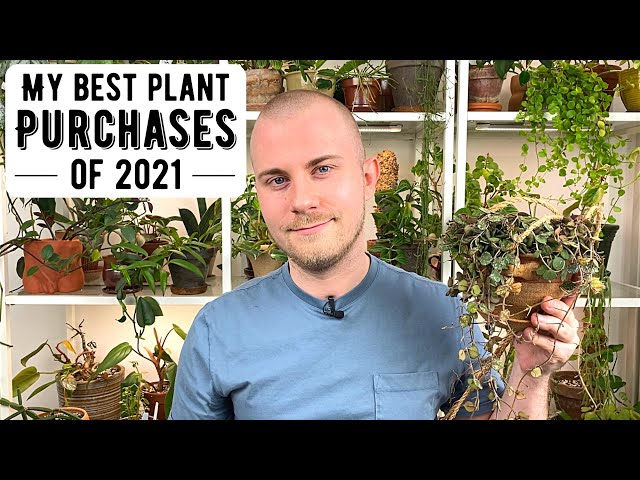 My Best Houseplant Purchases Of 2021
