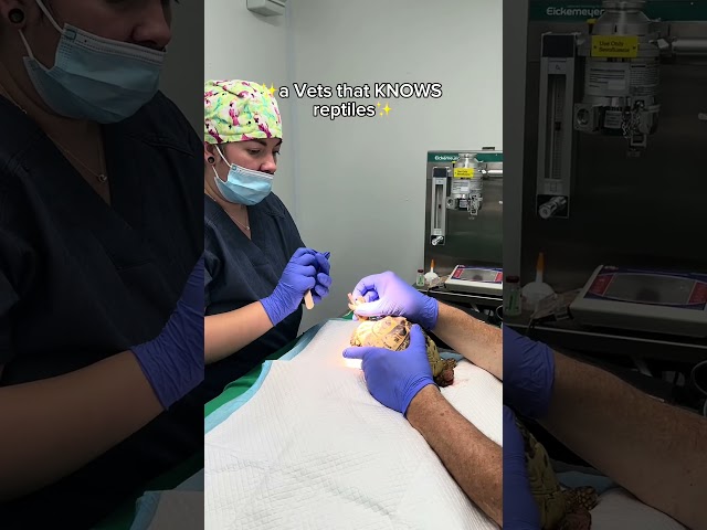 Happy Reptile Awareness Day! #cuteanimals #reptiles #petcare #vet